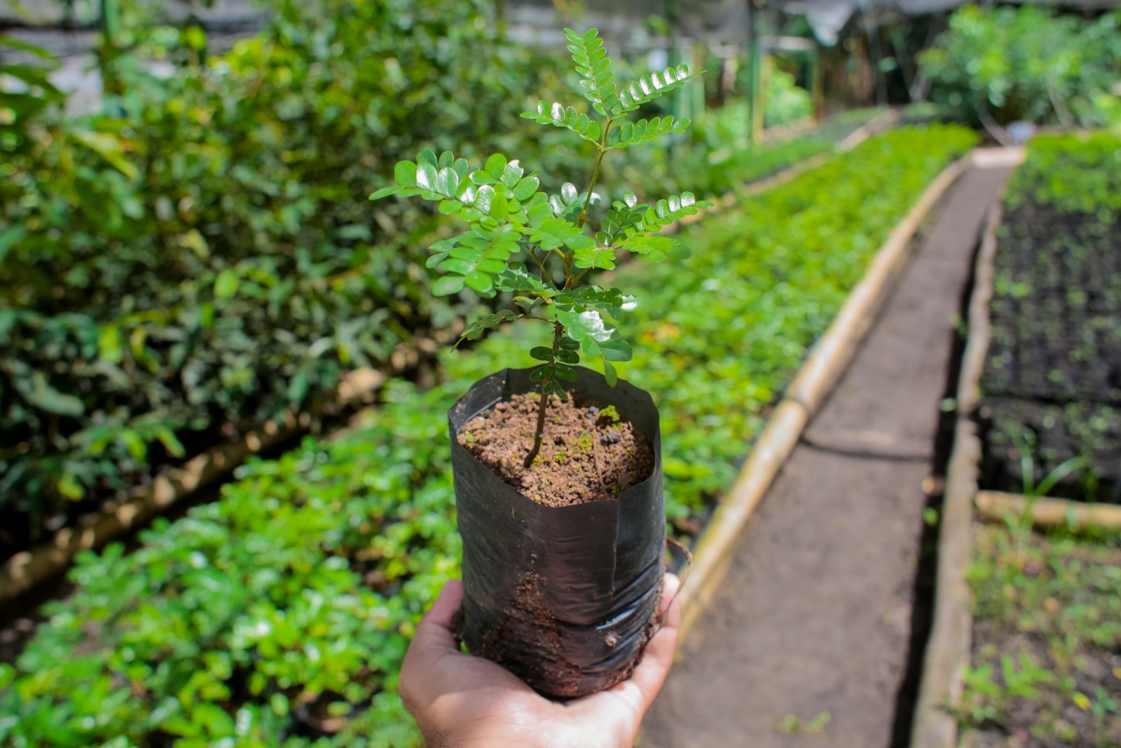 Aqui a gente cuida: Projeto “Disk Mudas” incentiva reflorestamento urbano e já distribuiu mais de 500 mudas em Coruripe